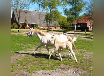 Welsh-B, Stute, 12 Jahre, 125 cm, Perlino