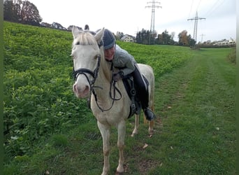 Welsh-B, Stute, 12 Jahre, 125 cm, Perlino