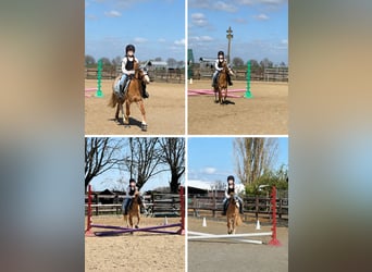 Welsh-B, Stute, 12 Jahre, 127 cm, Fuchs