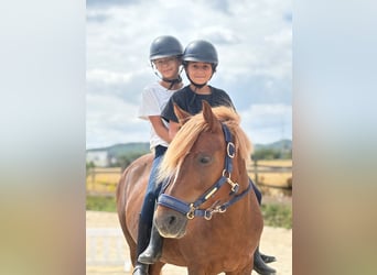 Welsh-B, Stute, 12 Jahre, 127 cm, Fuchs