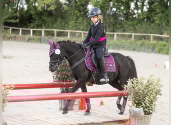 Welsh-B Mix, Stute, 12 Jahre, 128 cm, Rappe