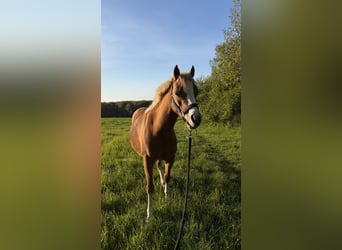 Welsh-B, Stute, 12 Jahre, 129 cm, Fuchs