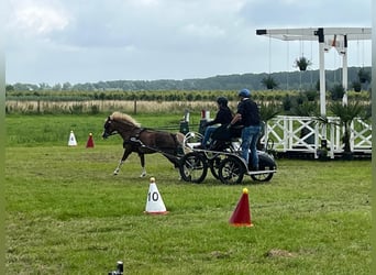 Welsh-B, Stute, 13 Jahre, 120 cm, Hellbrauner