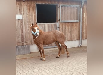 Welsh-B, Stute, 13 Jahre, 124 cm, Fuchs