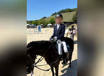 Welsh-B, Stute, 13 Jahre, 127 cm, Rappe