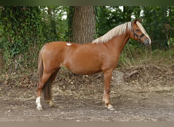 Welsh-B, Stute, 13 Jahre, 130 cm, Fuchs