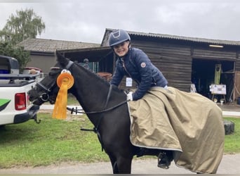 Welsh-B, Stute, 13 Jahre, 134 cm, Rappe