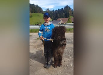 Welsh-B, Stute, 13 Jahre, 140 cm, Schecke