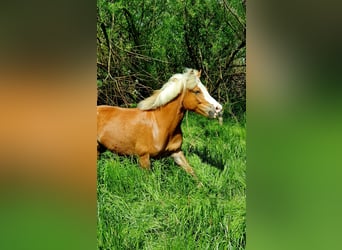Welsh-B Mix, Stute, 14 Jahre, 120 cm, Fuchs