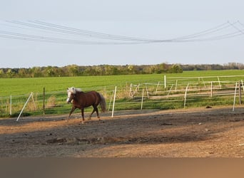 Welsh-B Mix, Stute, 14 Jahre, 120 cm, Fuchs