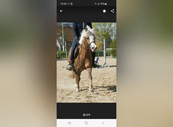 Welsh-B Mix, Stute, 14 Jahre, 120 cm, Fuchs