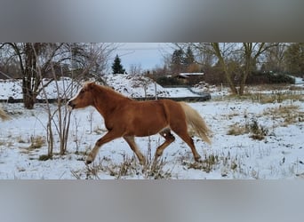 Welsh-B Mix, Stute, 14 Jahre, 120 cm, Fuchs