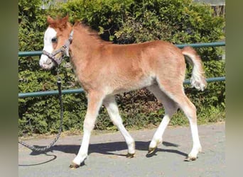 Welsh-B, Stute, 14 Jahre, 122 cm, Fuchs