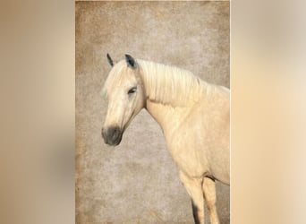 Welsh-B, Stute, 14 Jahre, 131 cm, White