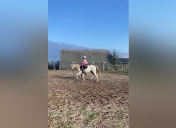 Welsh-B, Stute, 14 Jahre, 134 cm, Schimmel