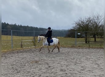 Welsh-B, Stute, 14 Jahre, 134 cm, Schimmel