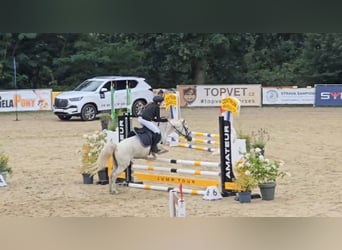 Welsh-B, Stute, 14 Jahre, 134 cm, Schimmel