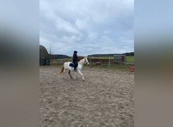 Welsh-B, Stute, 14 Jahre, 134 cm, Schimmel