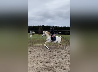 Welsh-B, Stute, 14 Jahre, 134 cm, Schimmel