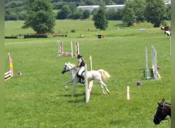 Welsh-B, Stute, 14 Jahre, 134 cm, Schimmel