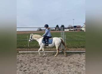 Welsh-B, Stute, 14 Jahre, 134 cm, Schimmel