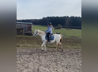 Welsh-B, Stute, 14 Jahre, 134 cm, Schimmel