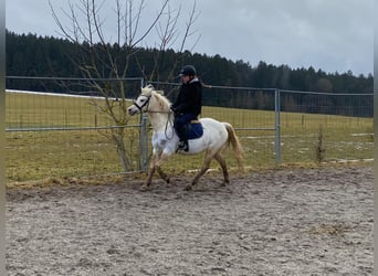 Welsh-B, Stute, 14 Jahre, 134 cm, Schimmel