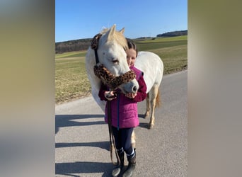 Welsh-B, Stute, 14 Jahre, 134 cm, Schimmel