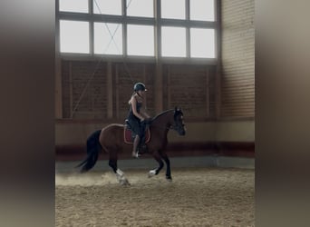 Welsh-B, Stute, 14 Jahre, 138 cm, Brauner