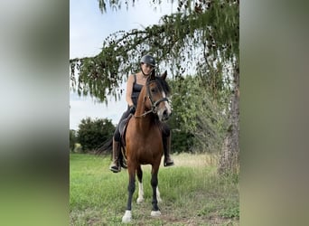 Welsh-B, Stute, 14 Jahre, 138 cm, Brauner