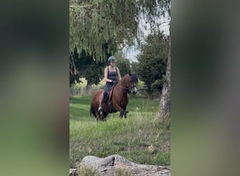 Welsh-B, Stute, 14 Jahre, 138 cm, Brauner
