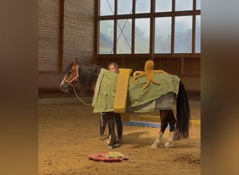 Welsh-B, Stute, 14 Jahre, 138 cm, Brauner