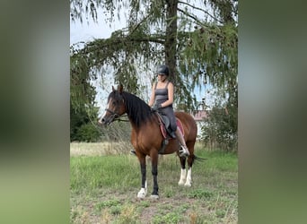 Welsh-B, Stute, 14 Jahre, 138 cm, Brauner
