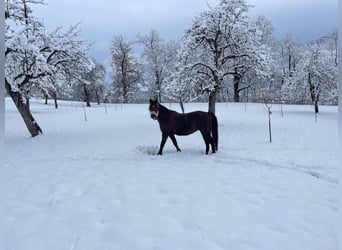 Welsh-B, Stute, 14 Jahre, 140 cm, Dunkelbrauner