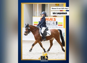 Welsh-B, Stute, 15 Jahre, 119 cm, Brauner