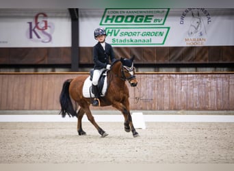 Welsh-B, Stute, 15 Jahre, 119 cm, Brauner