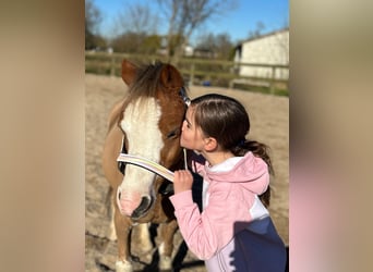 Welsh-B, Stute, 15 Jahre, 123 cm, Dunkelfuchs