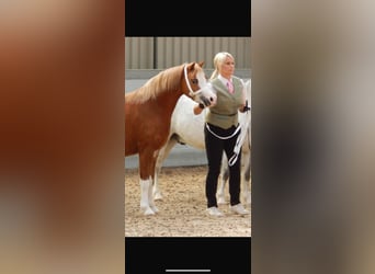 Welsh-B, Stute, 15 Jahre, 123 cm, Dunkelfuchs