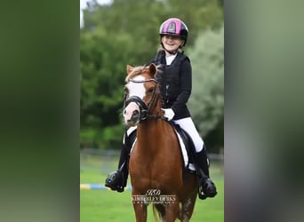 Welsh-B, Stute, 15 Jahre, 123 cm, Dunkelfuchs