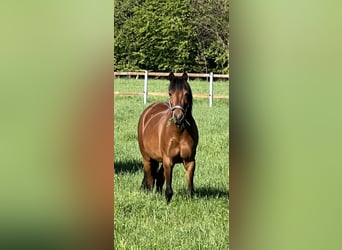 Welsh-B Mix, Stute, 15 Jahre, 125 cm, Brauner