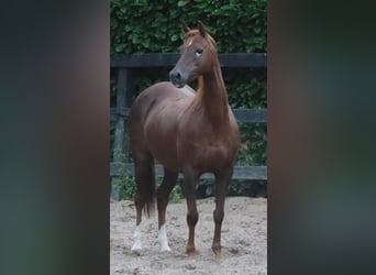 Welsh-B, Stute, 15 Jahre, 126 cm, Fuchs