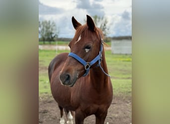Welsh-B, Stute, 15 Jahre, 126 cm, Fuchs