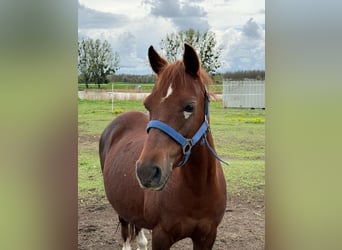 Welsh-B, Stute, 15 Jahre, 126 cm, Fuchs
