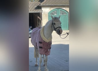 Welsh-B, Stute, 15 Jahre, 130 cm, Schimmel