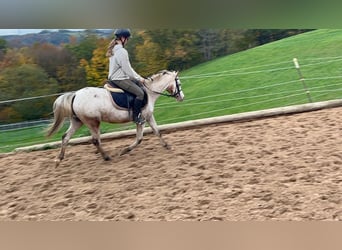 Welsh-B, Stute, 15 Jahre, 130 cm, Tigerschecke