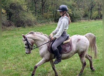 Welsh-B, Stute, 15 Jahre, 130 cm, Tigerschecke