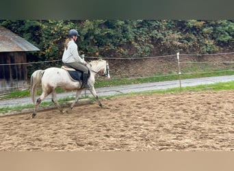 Welsh-B, Stute, 15 Jahre, 130 cm, Tigerschecke