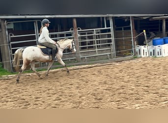 Welsh-B, Stute, 15 Jahre, 130 cm, Tigerschecke