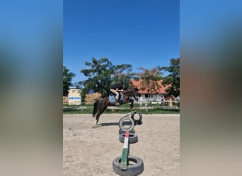 Welsh-B, Stute, 15 Jahre, 133 cm, Dunkelbrauner