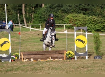 Welsh-B, Stute, 15 Jahre, 135 cm, Schimmel